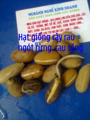 hạt rau sắng