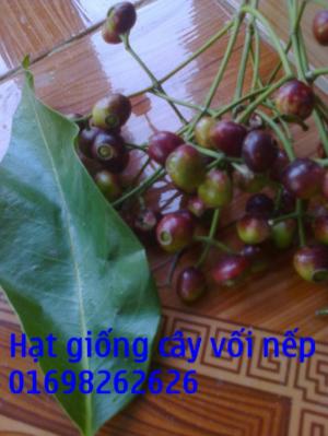 hạt cây lá vối