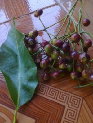 Hạt giống vối uống nước