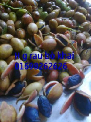 giống cây rau bồ khai sạch