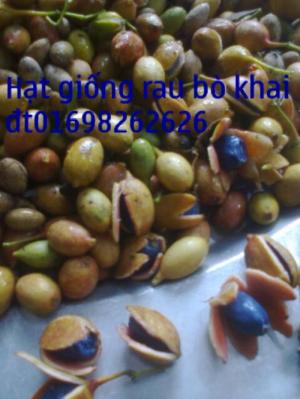 giống cây rau bồ khai giá rẻ