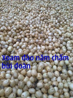 Hạt giống muồng hoàng yến