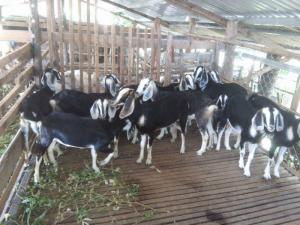 Cỏ giống, Cỏ ghi nê, cỏ paspalum