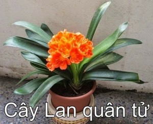 Lan Quân Tử
