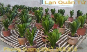 Lan Quân Tử