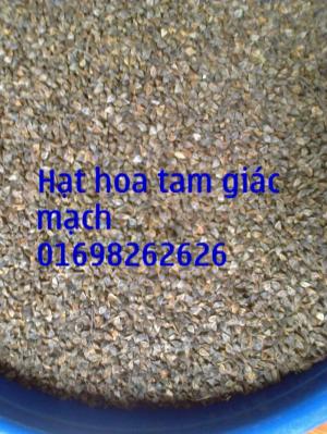 tam giác mạch