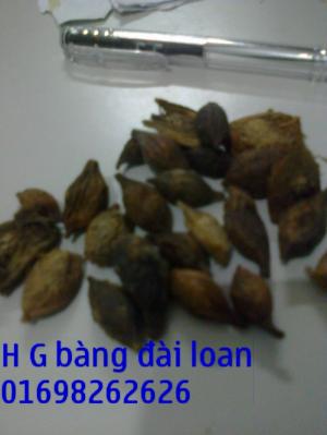Hạt giống cây sấu