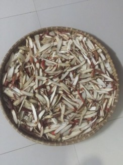 Sâm cau rừng - sâm nhớ vợ