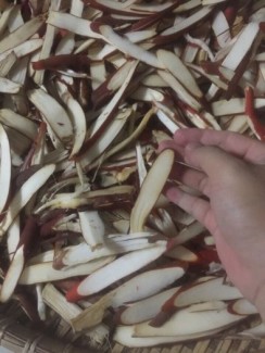 Sâm cau rừng - sâm nhớ vợ