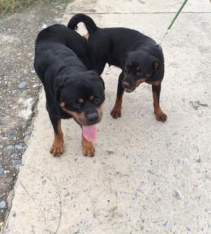 Phối giống Rottweiler đức