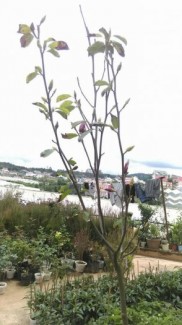 Cây hoa mộc lan lớn