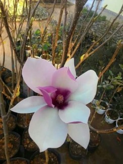 Cây hoa mộc lan lớn