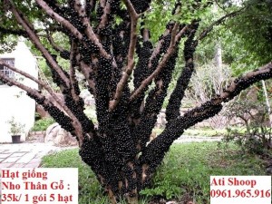 Cây giống Nho Thân Gỗ