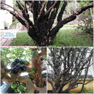 Cây giống Nho Thân Gỗ