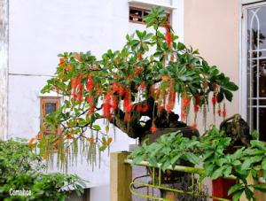 Bán cây lộc vừng mini đã ra hoa