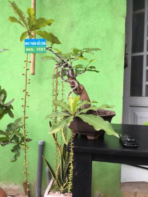 Bán cây lộc vừng mini đã ra hoa