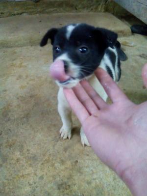 Bán chó H'CỘC TỊT