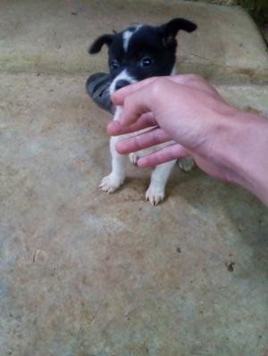 Bán chó H'CỘC TỊT