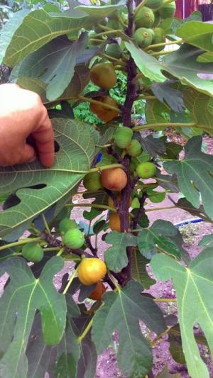 Hạt giống sung Mỹ- loại quả mới giúp thoát nghèo