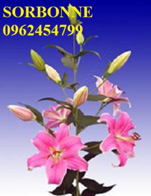 Chuyên cung cấp giống củ hoa lily, lay ơn, tuy líp, tiên ông các màu nhập khẩu chất lượng cao
