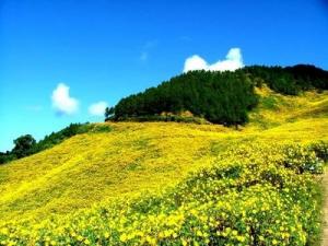 Tour Đà Lạt 3n3đ - Thành Phố Triệu Hoa.