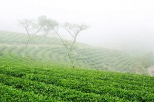 Tour Đà Lạt 3n3đ - Thành Phố Triệu Hoa.