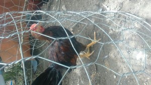Gà mỹ.peru.siêu