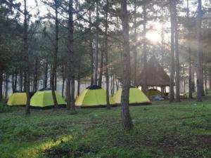 Tour đà lạt 3n3đ - thành phố triệu hoa.