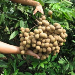 Bán cây giống nhãn muộn Hưng Yên, nhãn T6 Hà Tây, nhãn Hương Chi, nhãn không hạt.