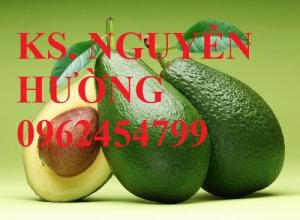 Bán giống cây bơ, cây bơ sáp, cây bơ booth năng suất cao, chất lượng tốt