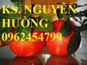 Bán giống cây bưởi đỏ (bưởi đỏ luận văn), bưởi tiến vua, bưởi vỏ đỏ ruột đỏ, bưởi đỏ luận văn thanh hóa chuẩn giống chất lượng tốt