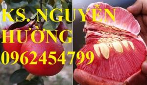 Bán giống cây bưởi đỏ (bưởi đỏ luận văn), bưởi tiến vua, bưởi vỏ đỏ ruột đỏ, bưởi đỏ luận văn thanh hóa chuẩn giống chất lượng tốt