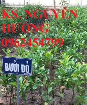 Bán giống cây bưởi đỏ (bưởi đỏ luận văn), bưởi tiến vua, bưởi vỏ đỏ ruột đỏ, bưởi đỏ luận văn thanh hóa chuẩn giống chất lượng tốt