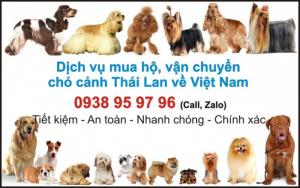 Mua Hộ Và Vận Chuyển Chó Cảnh Thái Lan Về Việt Nam