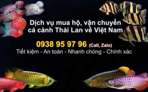 Mua Hộ Và Vận Chuyển Cá Cảnh Thái Lan Về Việt Nam