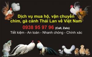 Mua Hộ Và Vận Chuyển Chim, Gà Cảnh Thái Lan Về Việt Nam