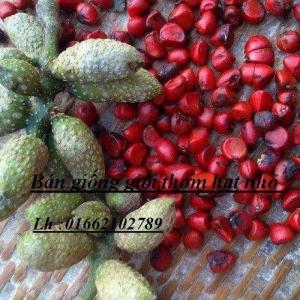 Bán cây lâm nghiệp giá trị kinh tế cao