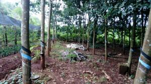 Bán đất vườn cao su 1,2ha tại Bình Phước sổ đỏ có 200m thổ cư