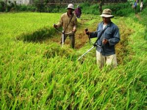 Máy gặt lúa mini giá rẻ, máy cắt cỏ gặt lúa 2 trong 1 cầm tay đeo vai