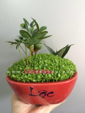 Cây may mắn tài lộc