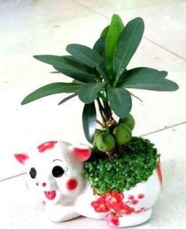 Cây may mắn tài lộc