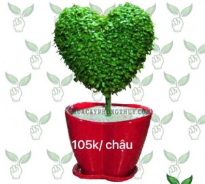 Cây may mắn tài lộc