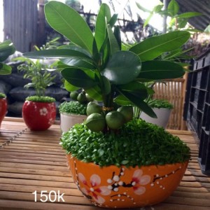 Cây may mắn tài lộc hạt đậu