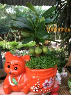 Cây may mắn tài lộc hạt đậu