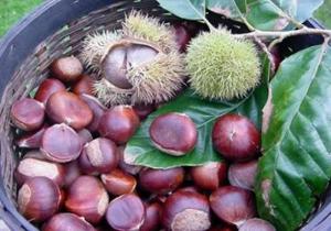 Hạt dẻ Trùng Khánh - Cao Bằng