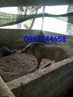 Trang trại lợn rừng xanh hòa bình chuyên cung cấp lợn rừng giống và lợn rừng thương phẩm