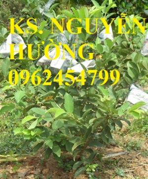 Bán giống cây ổi lê đài loan, ổi găng, ổi thanh trì, ổi đông dư, ổi tứ quý, ổi tím, ổi nữ hoàng, ổi không hạt, ổi bốn mùa