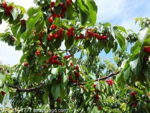 Cây cherry có ở việt nam