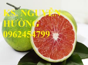 Bán giống cây cam cara, cây cam cara ruột đỏ (cây cam cara ruột đỏ không hạt), cây cam ruột đỏ không hạt cây ghép f1 nhập khẩu