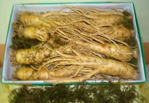 NHÂN SÂM TƯƠI HÀN QUỐC 7 CỦ/KG